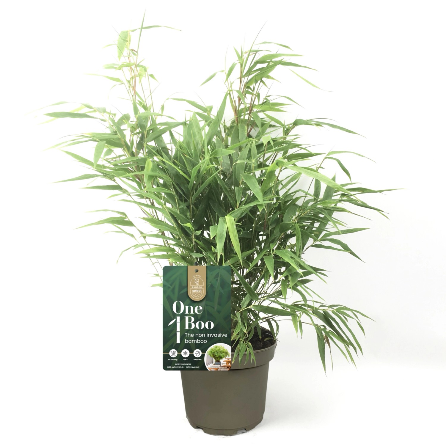 Gartenbambus "One Boo" Höhe ca. 20 30 cm TopfØ ca. 17 cm Fargesia