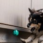 Hund spielt mit GreenHero Zahnpflegeball aus Naturkautschuk, Kauspielzeug zur Zahnreinigung.