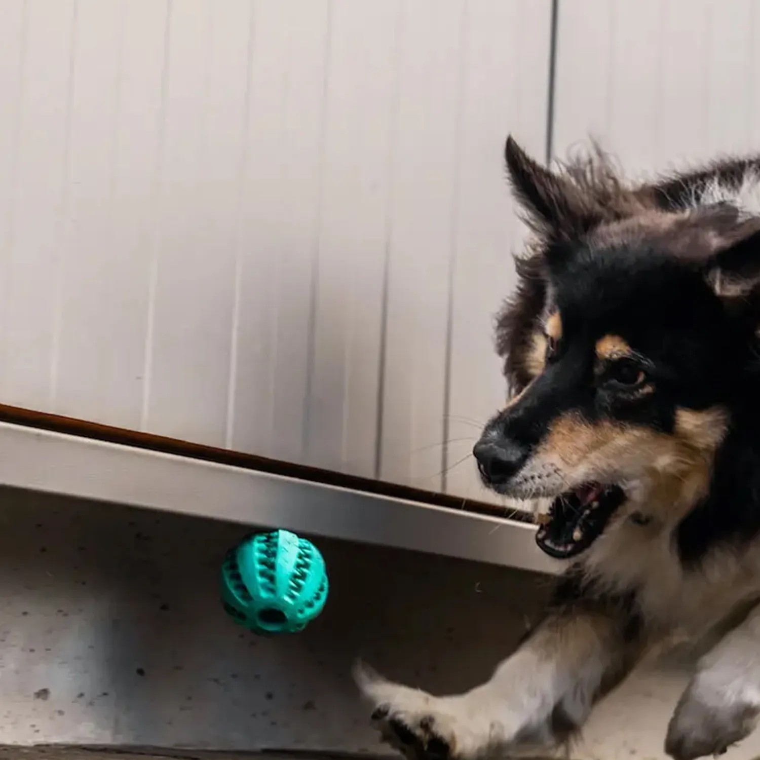 Hund spielt mit GreenHero Zahnpflegeball aus Naturkautschuk, Kauspielzeug zur Zahnreinigung.