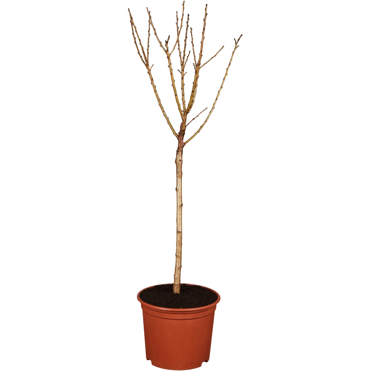 GROW by OBI Bio Sauerkirsche Schattenmorelle Dunkelbraun-Rot 120-140 cm Top günstig online kaufen