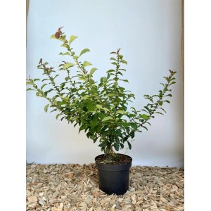 Japanische Zierquitte als Topfpflanze, grüne Blätter, schwarzer Topf. Ideal für Garten und Balkon.