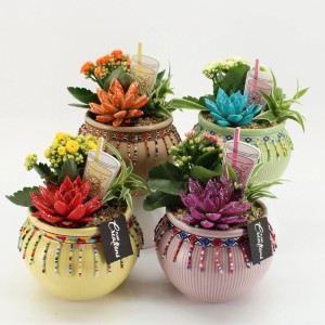 Zimmerpflanzen-Arrangement mit Kalanchoe, Echeverie und Grünlilie in bunten Keramik-Töpfen (Topf-Ø ca. 19cm).