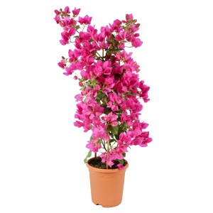 Drillingsblume (Bougainvillea) als Pyramide im Topf mit pinkfarbenen Blüten.