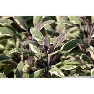 Ziersalbei 'Tricolor' mit dreifarbigen Blättern im Topf, geeignet für Beet und Kübel.