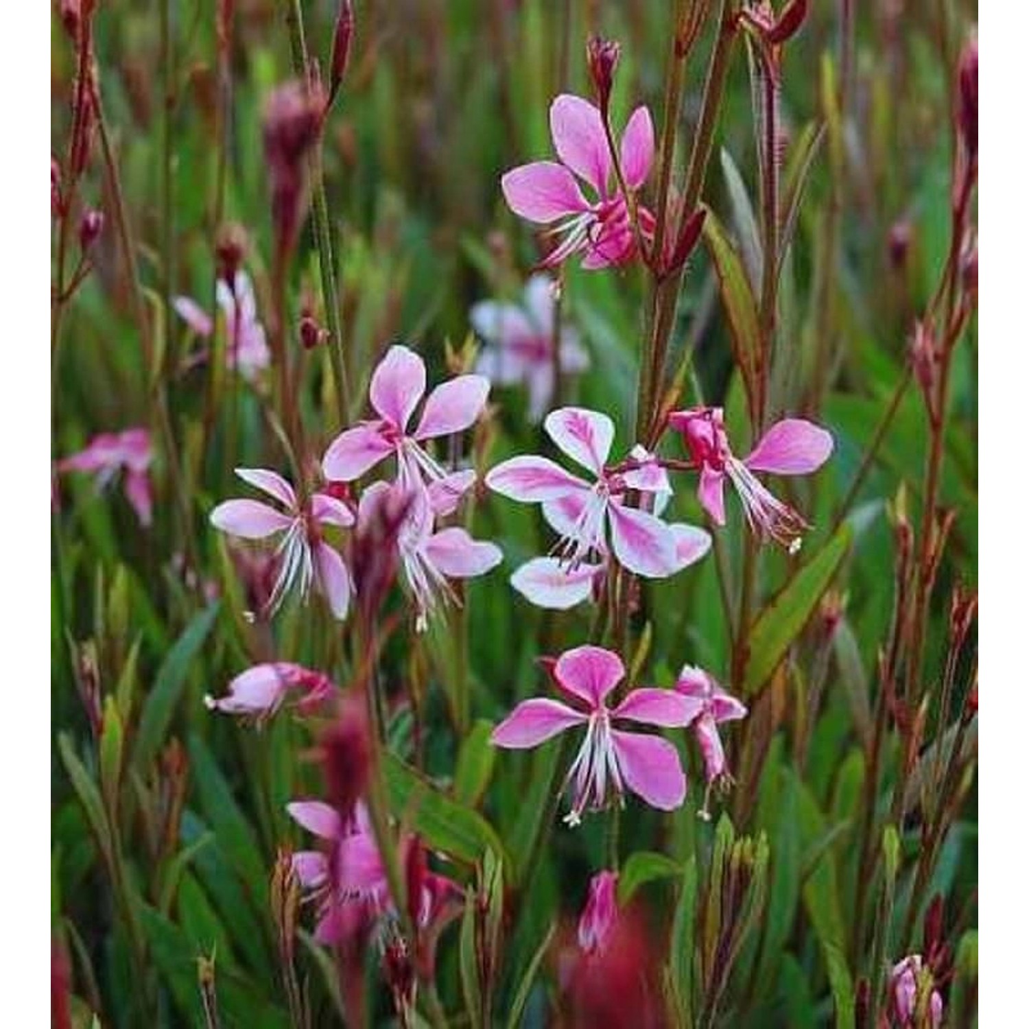 Prachtkerze Siskiyou Pink - Gaura lindheimeri günstig online kaufen