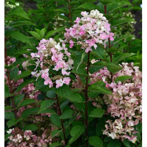 Rispenhortensie 'Wims Red' als Hochstamm, rosa-weiße Blütenpracht im Garten.