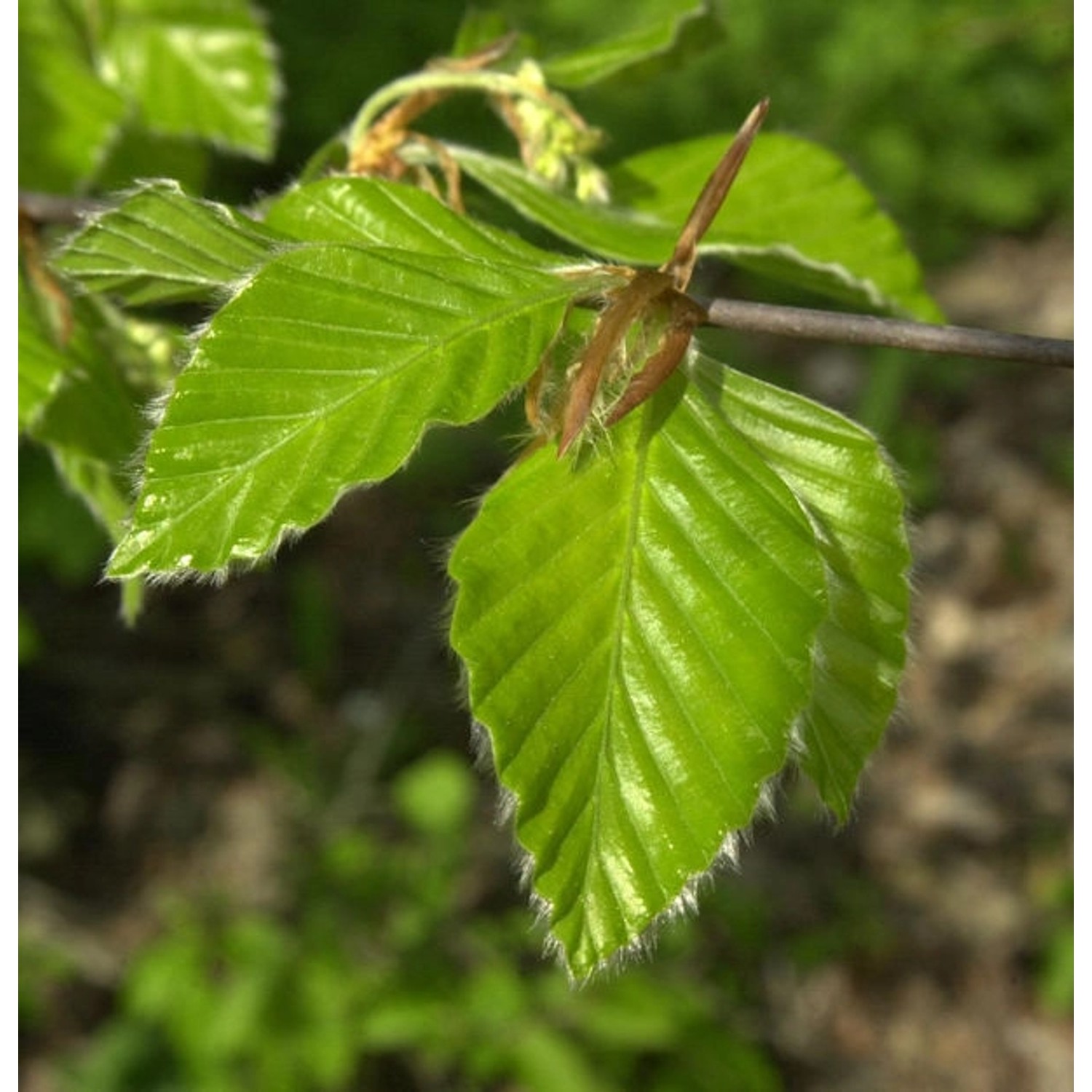 Rotbuche 80-100cm - Fagus sylvatica günstig online kaufen