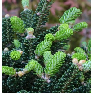 Nahaufnahme Koreatanne Oberon (Abies koreana) mit dunkelgrünen Nadeln und leuchtend hellgrünen Trieben.