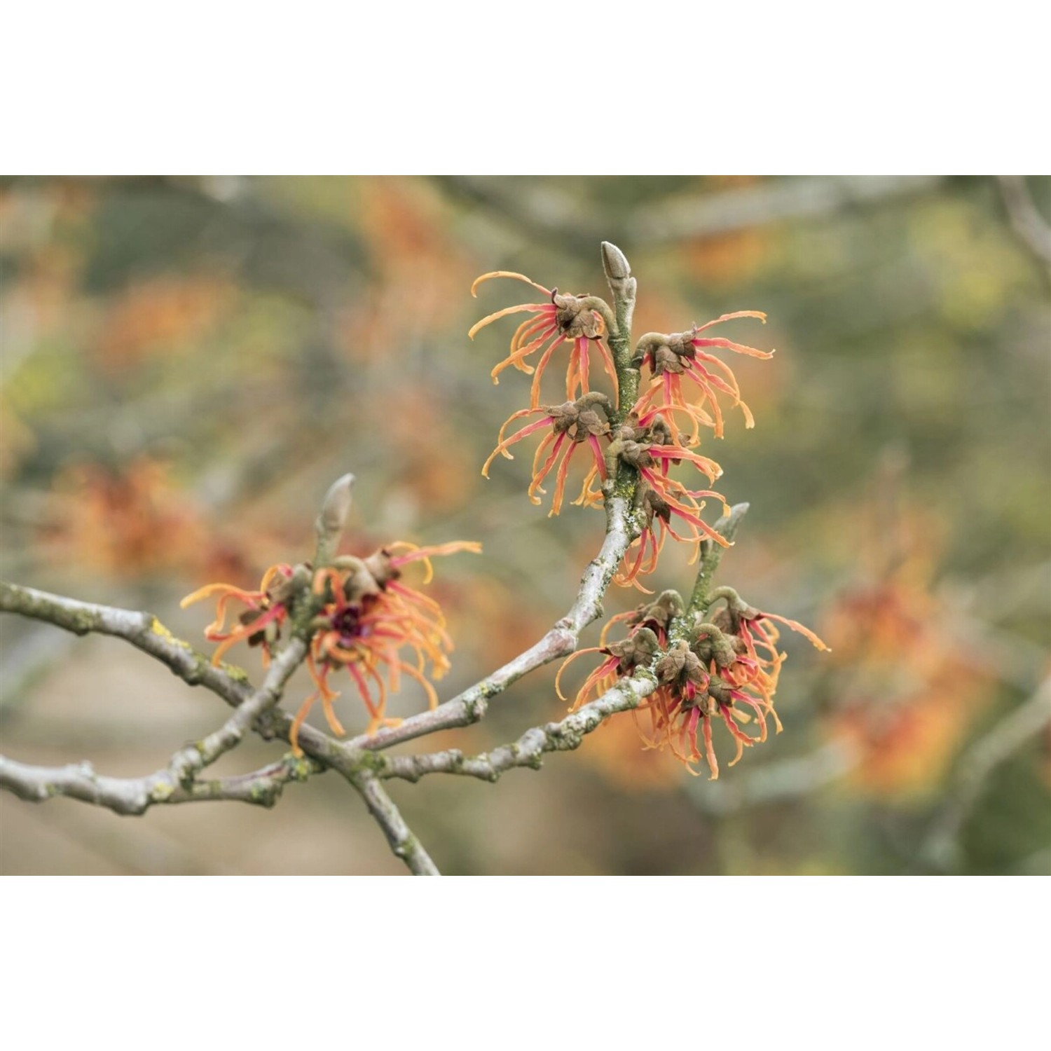 Hamamelis Intermedia Jelena Zaubernuss Kupferorange 60–80 cm günstig online kaufen