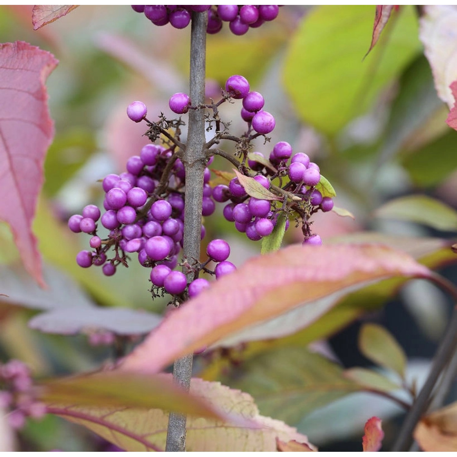 Liebesperlenstrauch Schönfrucht Profusion 80-100cm - Callicarpa bodinieri günstig online kaufen