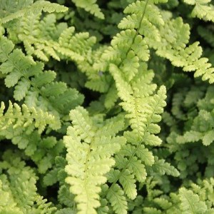 6 x Goldschuppenfarn 'Pinderi' Dryopteris affinis Topf 9cm Winterhart