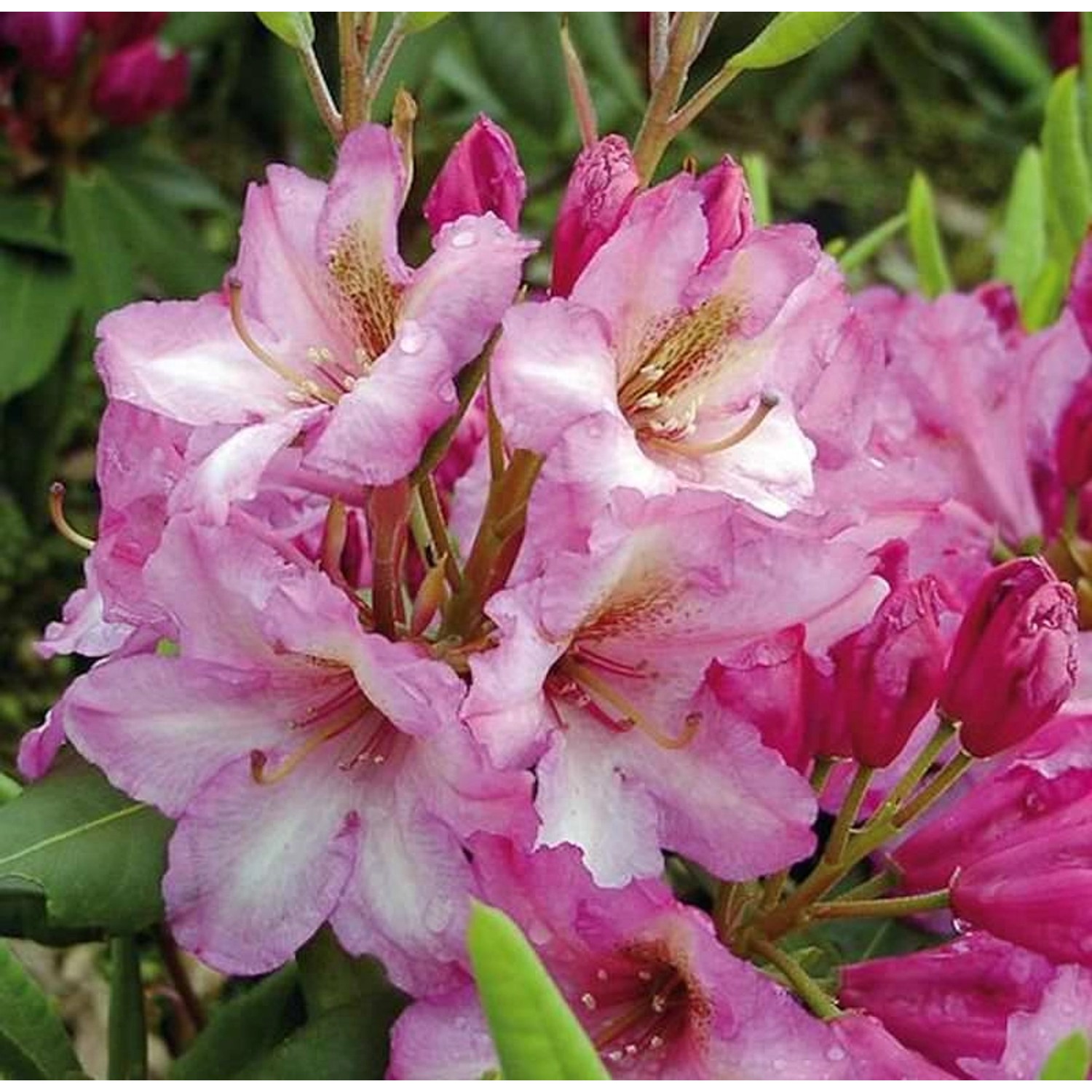 INKARHO - Großblumige Rhododendron Duke of York 25-30cm - Alpenrose günstig online kaufen