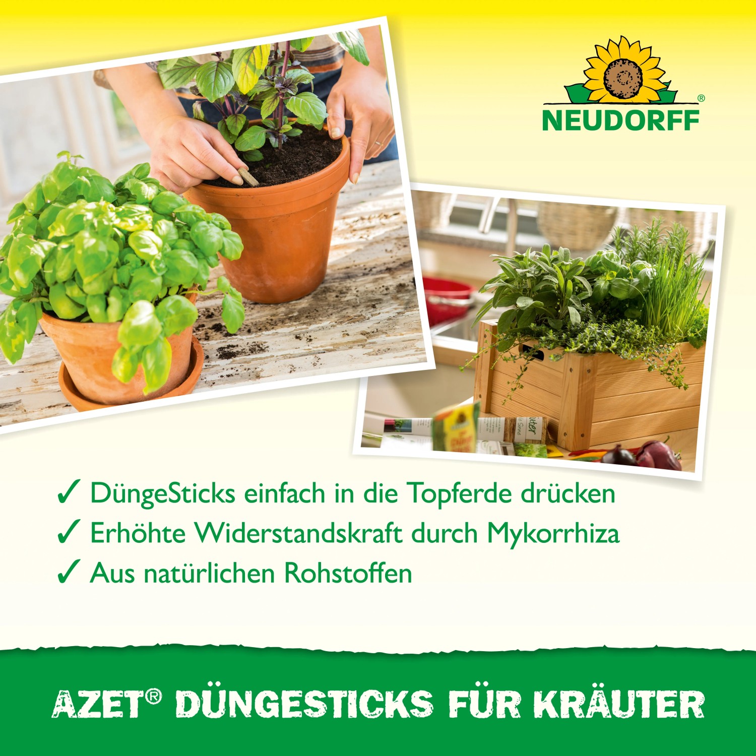 Neudorff Azet Düngestäbchen für Kräuter in Anwendung, Nahaufnahme von Kräutertöpfen.