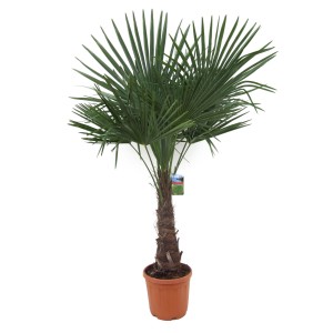 Chinesische Hanfpalme (Trachycarpus fortunei), ca. 120 cm hoch, im Topf. Kübelpflanze für Garten und Terrasse.