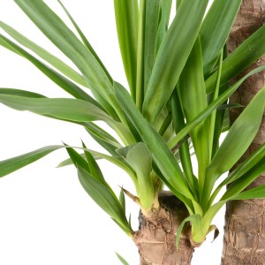 Detailaufnahme: GROW by OBI Palmlilie (Yucca Elephantipes) mit 3 Stämmen und grünen Blättern.