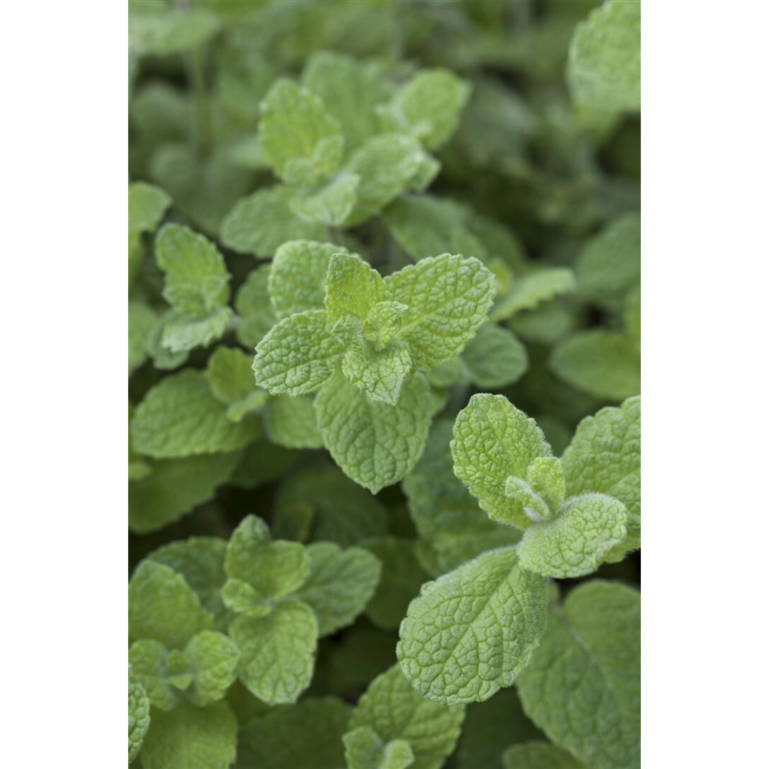 Mentha X Rotundifolia Apfelminze Ca. 11x11 cm Topf günstig online kaufen