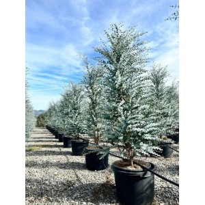 Sunny-Tree Eucalyptus gunnii Azura 200 cm Winterhart