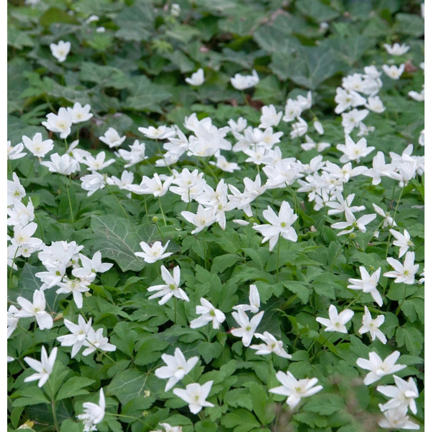 Dreiblatt Windröschen - Anemone trifolia günstig online kaufen