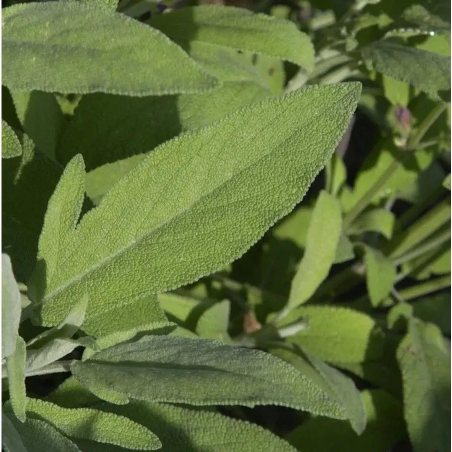 Echter Salbei Major - Salvia officinalis