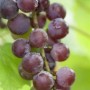 Nahaufnahme der roten Weinrebe 'Suffolk Red' mit reifen Trauben. Kletterpflanze für Garten und Balkon.