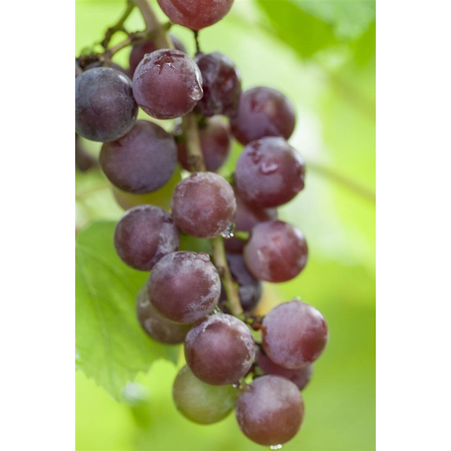 Vitis Vinifera Suffok Red Weinrebe Rot 80–100 cm günstig online kaufen
