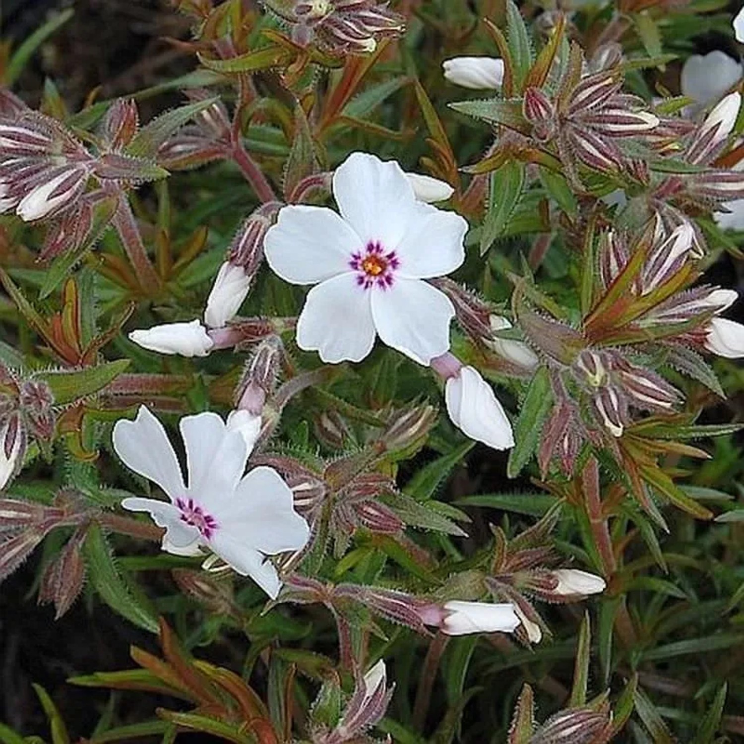 Niedrige Flammenblume Amazing Grace - Phlox subulata