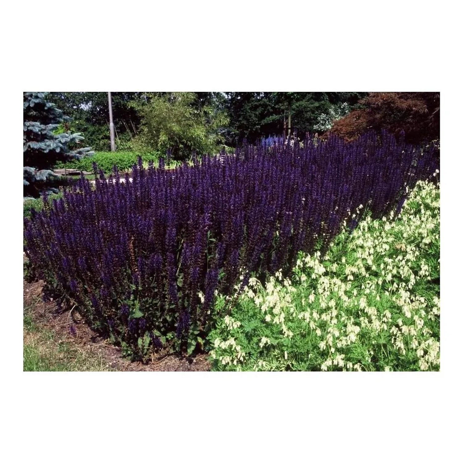 Blühender Steppensalbei 'Mainacht' im Garten, tiefblaue Blütenähren, Bodendecker.
