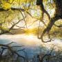 Komar Vlies Fototapete Golden Embrace, 400x250 cm, mit Baumkrone und Sonnenaufgang über einem See.