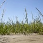 Ammophila Arenaria Strandhafer im Topf, robustes Gras für Küstenregionen und Gärten.