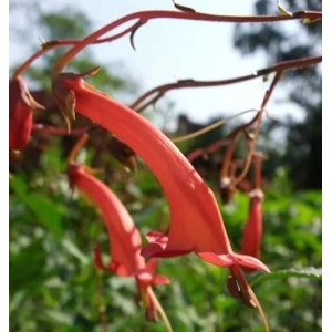 Kap Fuchsie (Phygelius capensis) mit roten, röhrenförmigen Blüten, Nahaufnahme.
