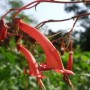 Kap Fuchsie (Phygelius capensis) mit roten, röhrenförmigen Blüten, Nahaufnahme.