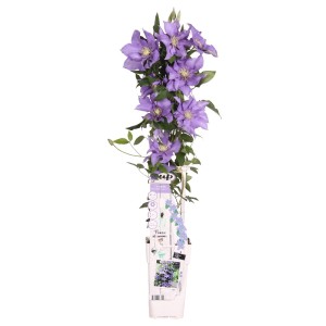 Waldrebe 'Parisienne Boulevard' im Topf, ca. 65 cm hoch, mit blau-violetten Blüten.