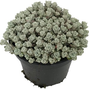 Scharfer Mauerpfeffer Weiß (Sedum) im Topf, ca. 12 cm Ø. Ideal für Steingärten.
