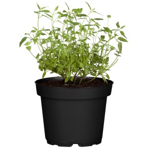 Mexikanische Duftnessel im Topf, grüne Blätter, schwarzer Topf, GROW by OBI.