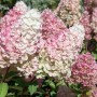 Rispenhortensie Sundae Fraise mit weißen und rosa Blütenständen.