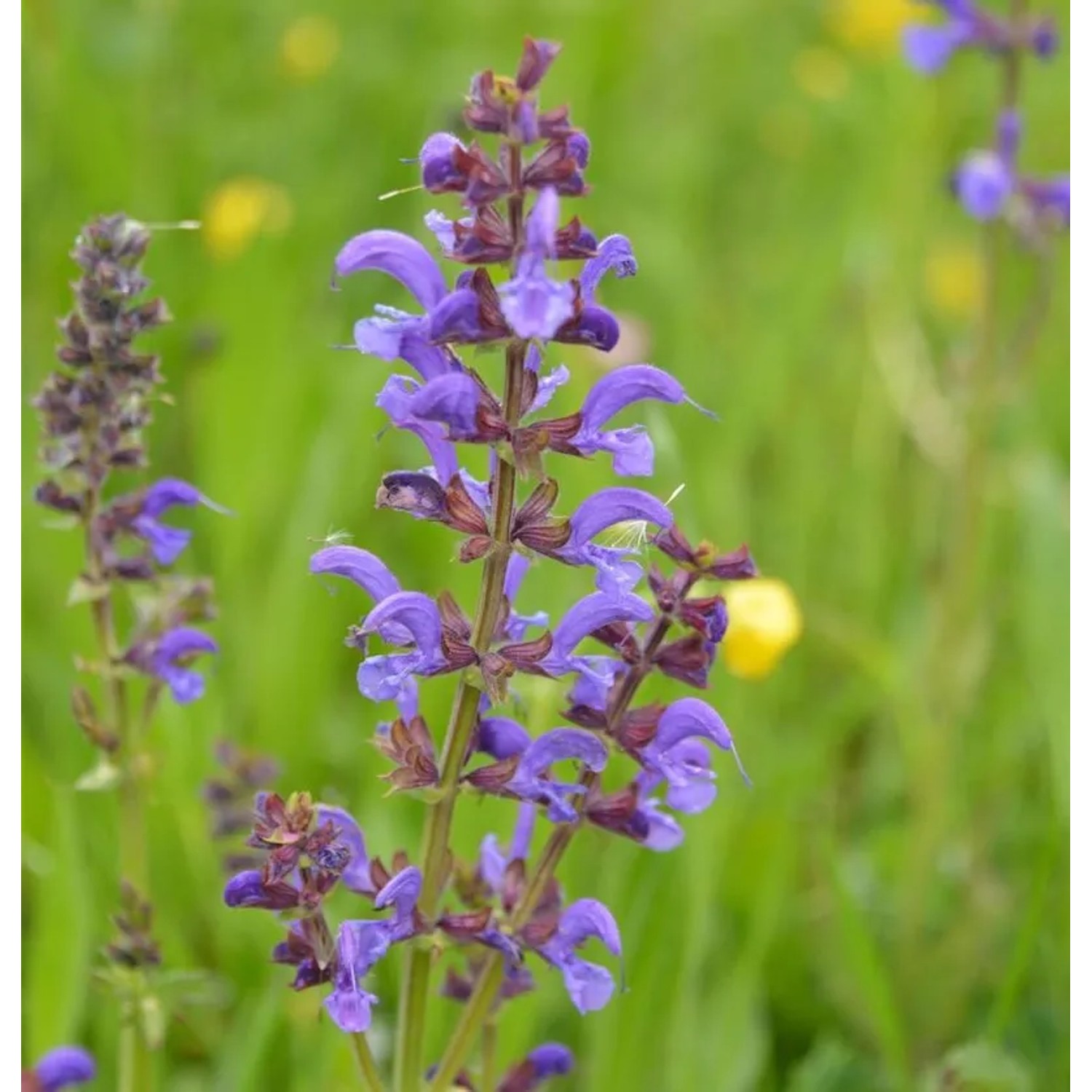 Wiesensalbei Blaulippe - Salvia pratensis