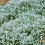 Silbriger Wollziest (Stachys Byzantina) im 9x9 cm Topf, ideal als Bodendecker.