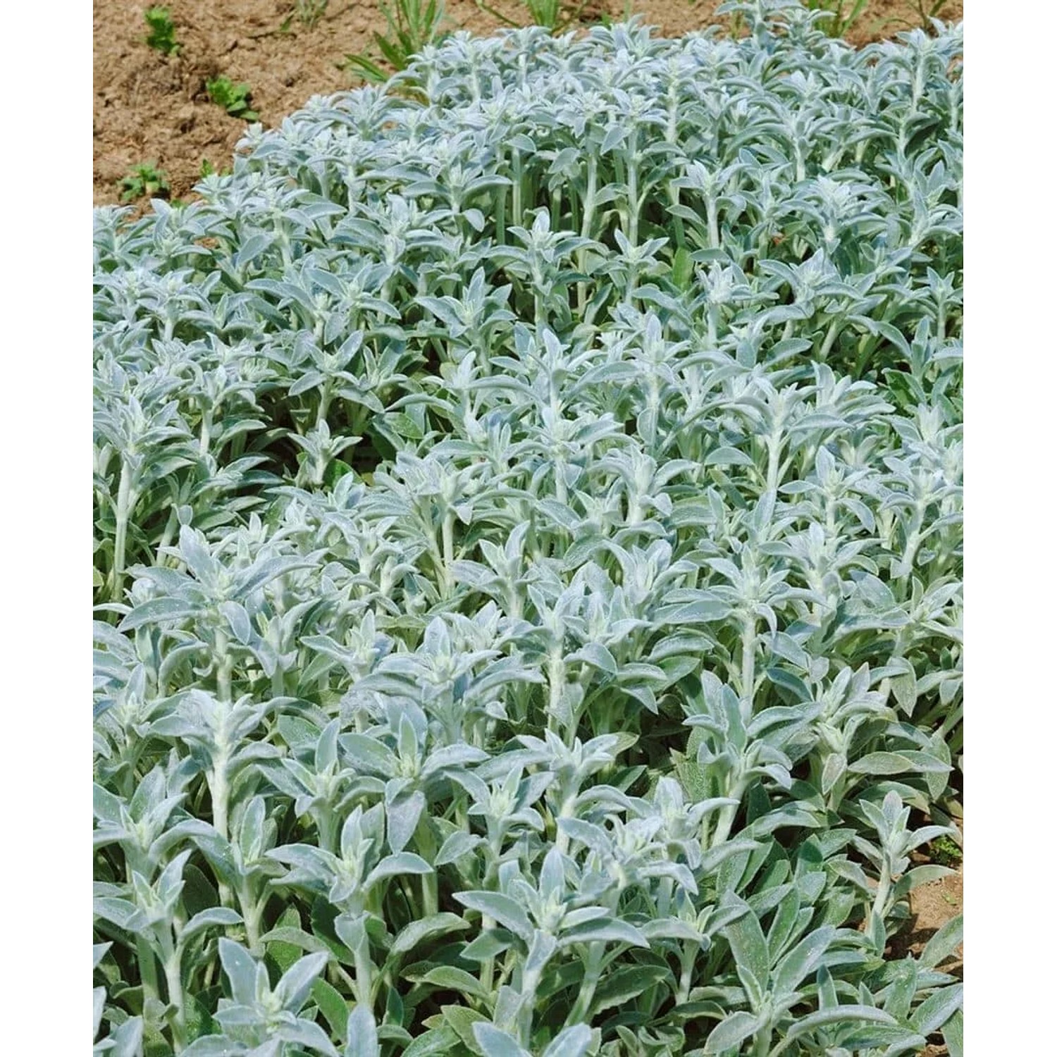 Silbriger Wollziest (Stachys Byzantina) im 9x9 cm Topf, ideal als Bodendecker.