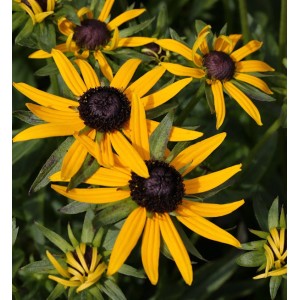 Nahaufnahme von goldgelben Sonnenhut Little Gold Star (Rudbeckia fulgida) Blüten mit dunkler Mitte.
