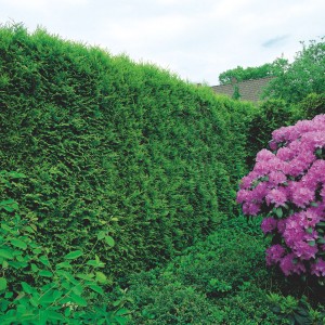 Smaragd Lebensbaum (Thuja occidentalis), ca. 125-150cm hoch, im Topf, als Hecke gepflanzt.