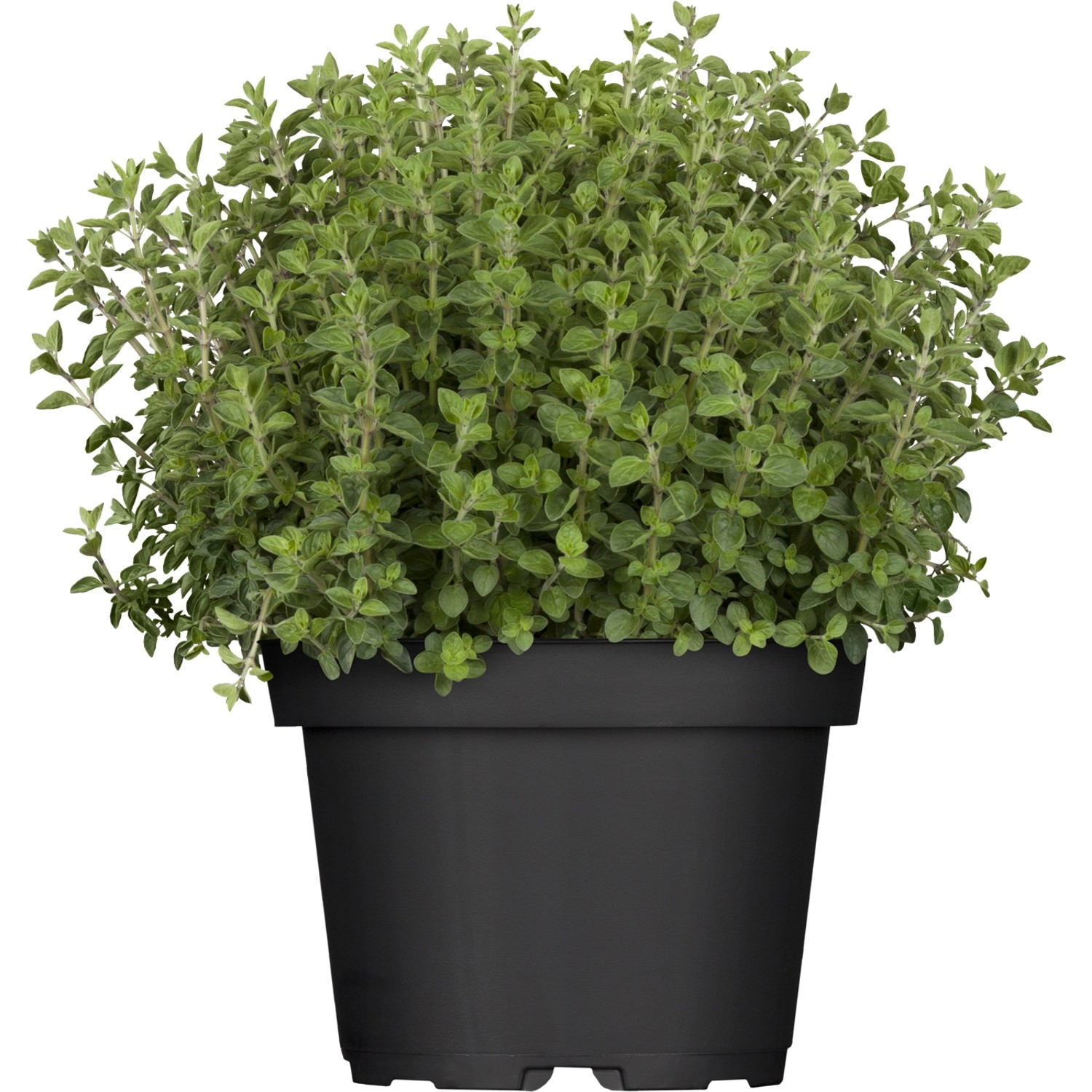 Italienische Kräutermischung im Topf (Ø 14cm) von GROW by OBI. Aromatischer Oregano im schwarzen Topf.