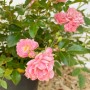 Baumfink Bodendeckerrose The Fairy im Topf mit zartrosa Blüten und grünen Blättern.