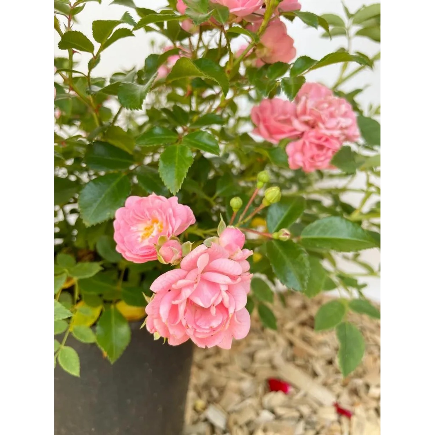 Baumfink Bodendeckerrose The Fairy im Topf mit zartrosa Blüten und grünen Blättern.