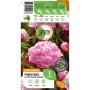 Verpackung der GROW by OBI Pfingstrose Sarah Bernhardt mit rosa Blüte.