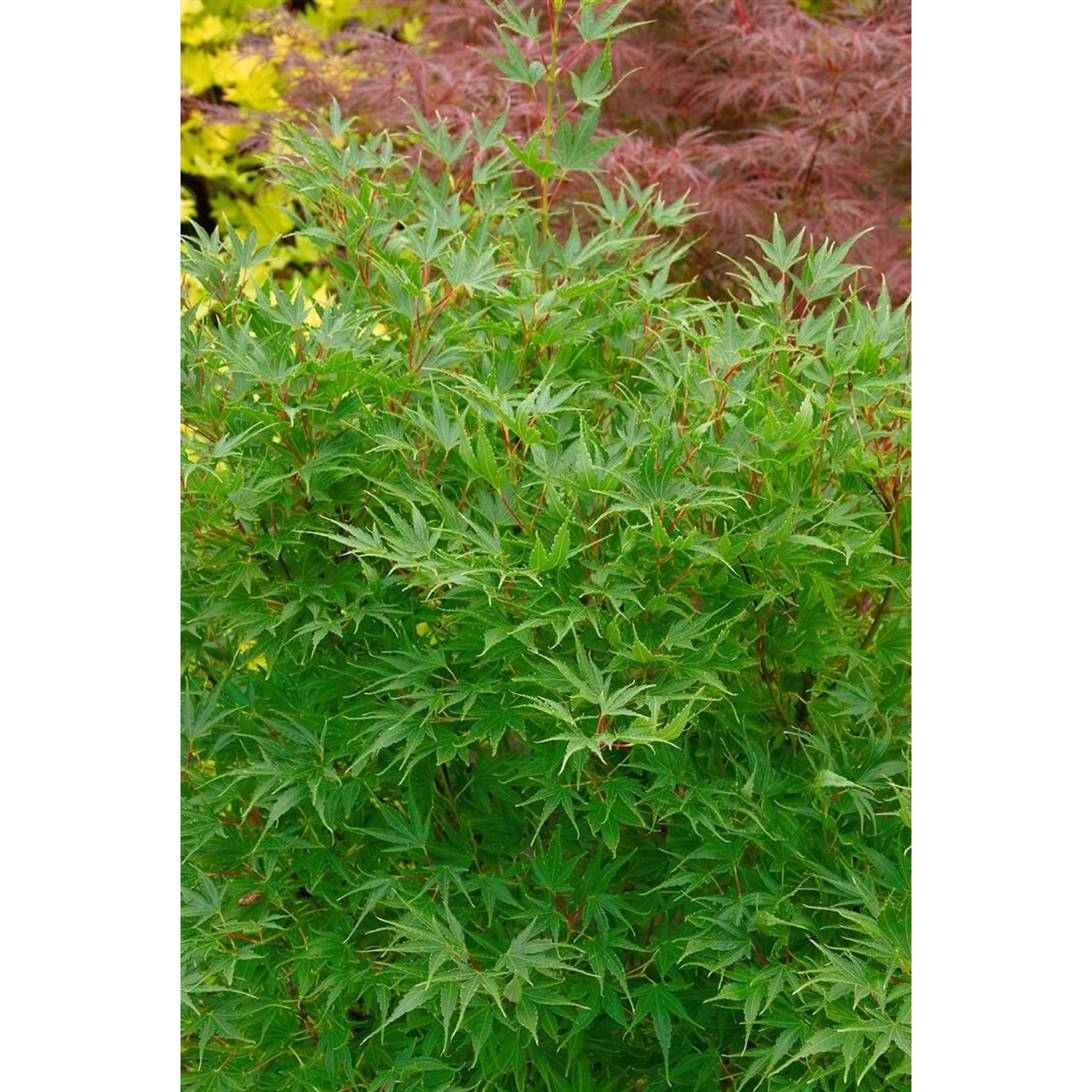 Acer Palmatum Crippsii Japanischer Ahorn 150–175 cm Gelbgrün günstig online kaufen