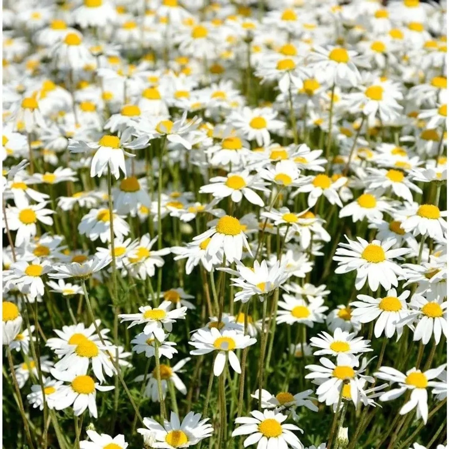 Hundskamille Karpartenschnee - Anthemis carpatica