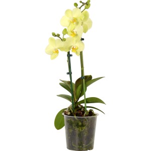 Schmetterlingsorchidee in Orange-Gelb, 2-Trieber, elegante Zimmerpflanze.