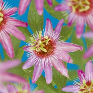 Exotenherz Kletterpflanzen Passionsblume Passiflora Anastasia 2er Set 11cm Topf