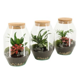 Zimmerpflanzen-Arrangement im Korkenglas (Topf-Ø 17cm) mit Fittonie, Grünlilie oder Goldfruchtpalme.