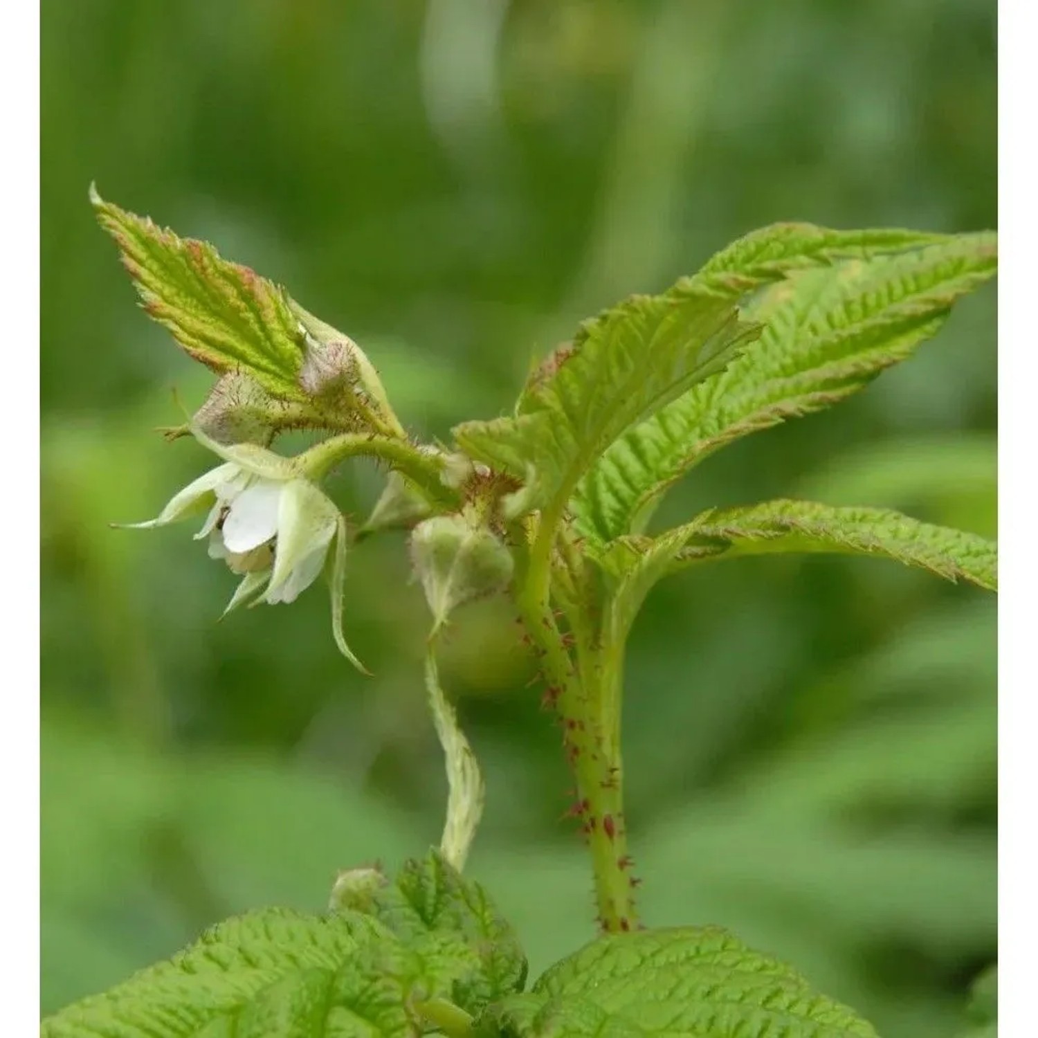 Himbeere Golden Everest - Rubus idaeus